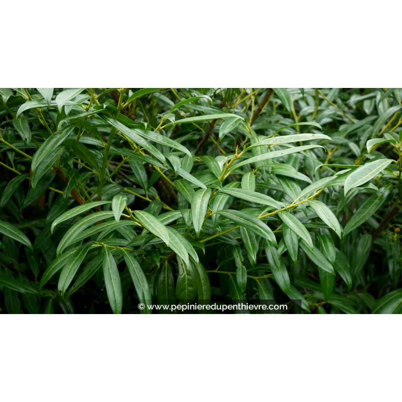 PRUNUS laurocerasus 'Zabeliana'