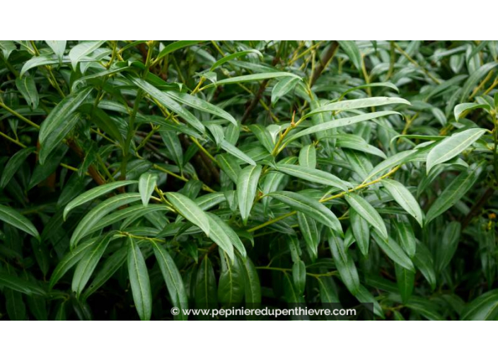 PRUNUS laurocerasus 'Zabeliana'