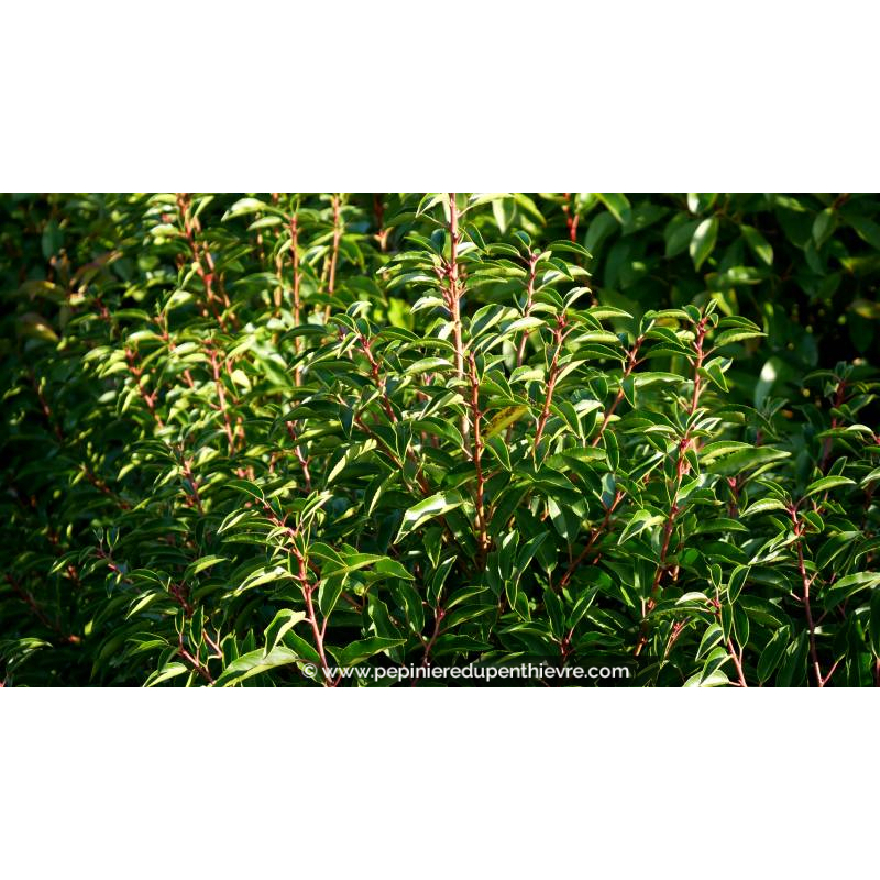 PRUNUS lusitanica 'Angustifolia'