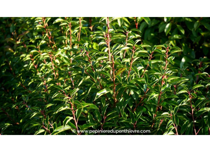 PRUNUS lusitanica 'Angustifolia'