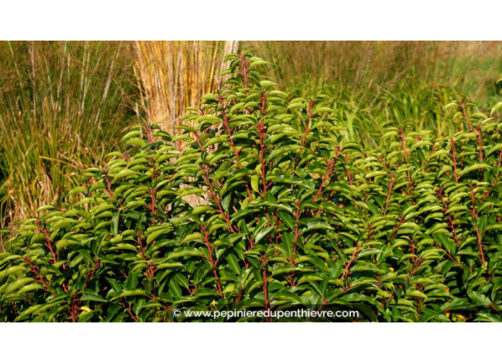 PRUNUS lusitanica 'Angustifolia'