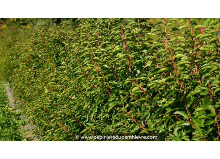 PRUNUS lusitanica 'Angustifolia'