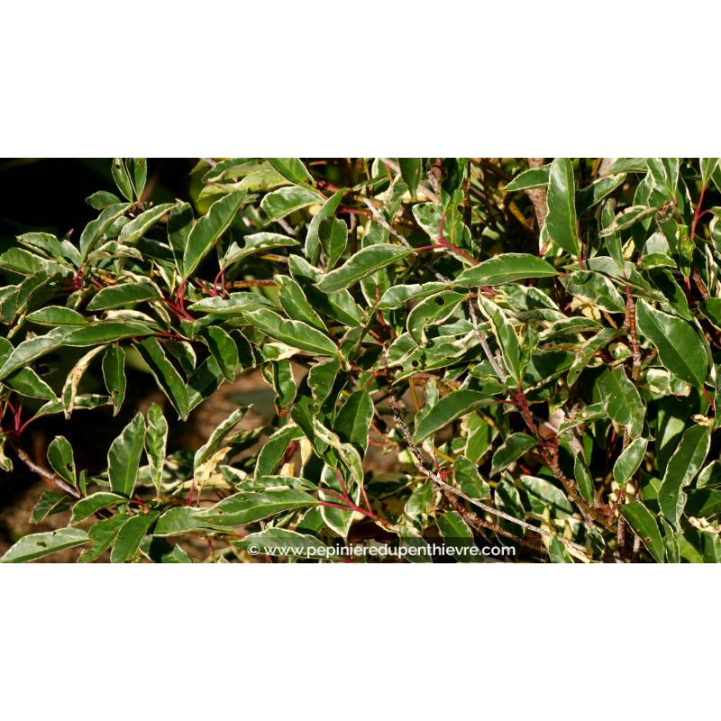 PRUNUS lusitanica 'Variegata'