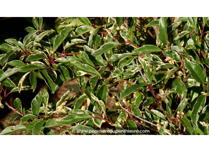 PRUNUS lusitanica 'Variegata'