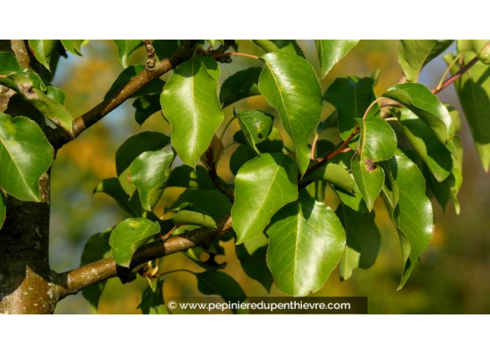 PYRUS calleryana 'Chanticleer'