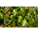 PYRUS calleryana 'Chanticleer'