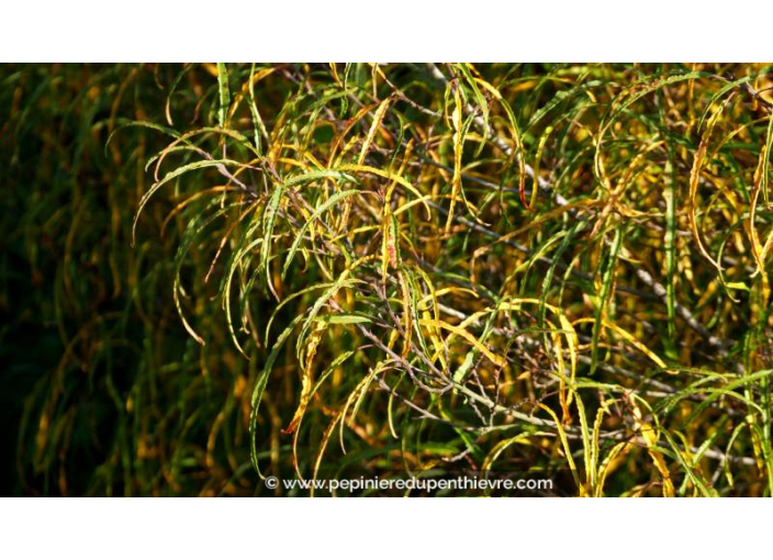 RHAMNUS frangula 'Asplenifolia' - Automne