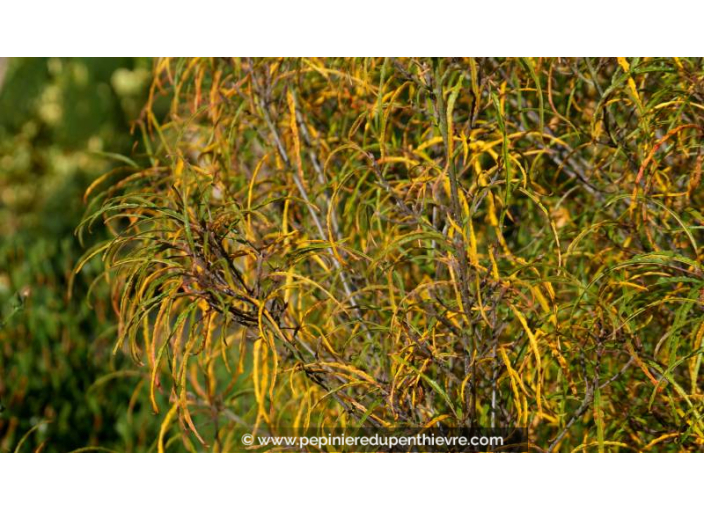 RHAMNUS frangula 'Asplenifolia' - Automne