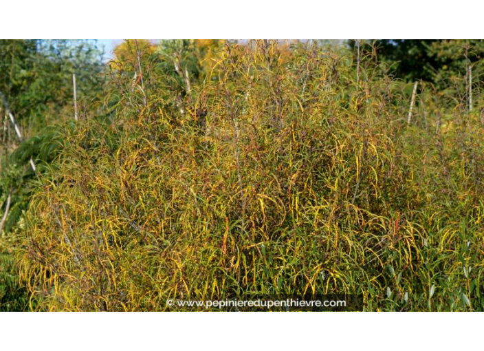 RHAMNUS frangula 'Asplenifolia' - Automne