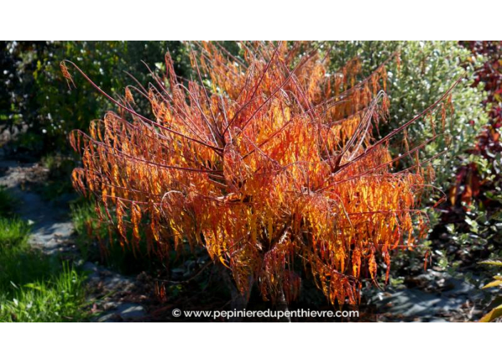 RHUS typhina 'Tiger Eyes'® - Automne