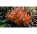 RHUS typhina 'Tiger Eyes'® - Automne