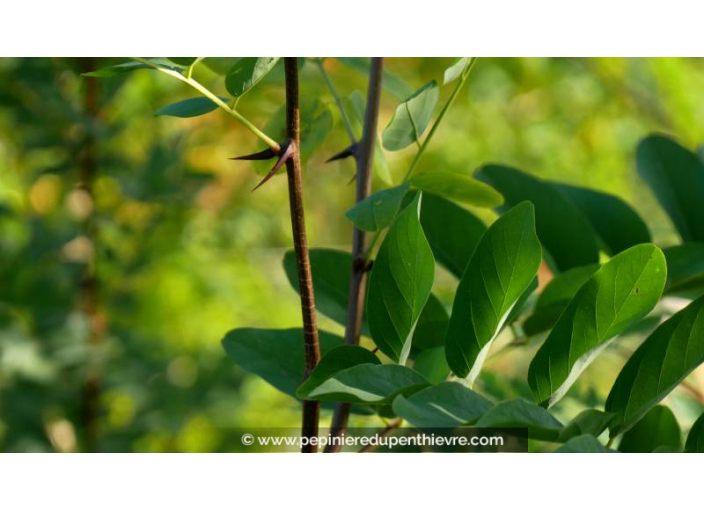 ROBINIA pseudoacacia ou robinier faux acacia - Pépinière du Penthièvre