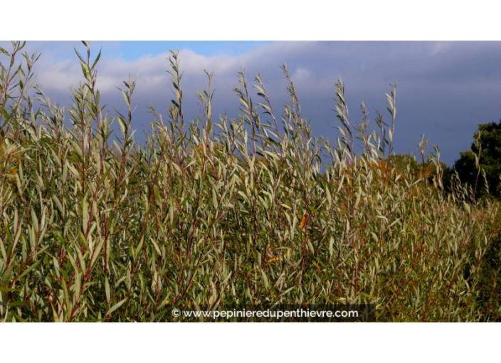 SALIX alba - Automne