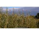 SALIX alba - Automne