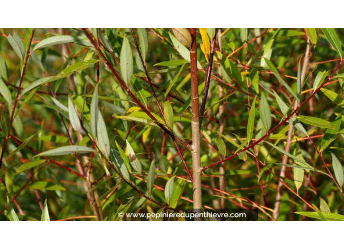 SALIX alba - Automne