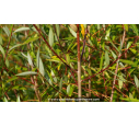 SALIX alba - Automne