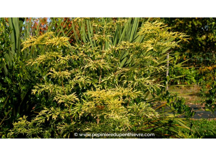 SAMBUCUS racemosa 'Sutherland Gold' - Automne