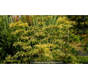 SAMBUCUS racemosa 'Sutherland Gold' - Automne