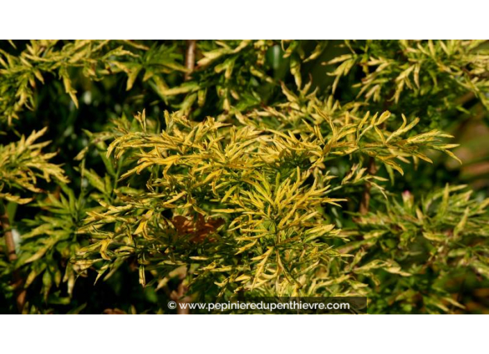 SAMBUCUS racemosa 'Sutherland Gold' - Automne