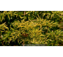 SAMBUCUS racemosa 'Sutherland Gold' - Automne