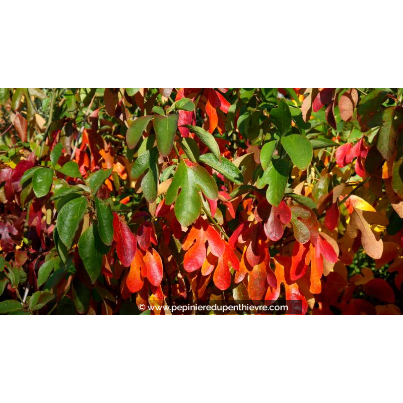 SASSAFRAS albidum - Automne