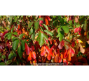 SASSAFRAS albidum - Automne