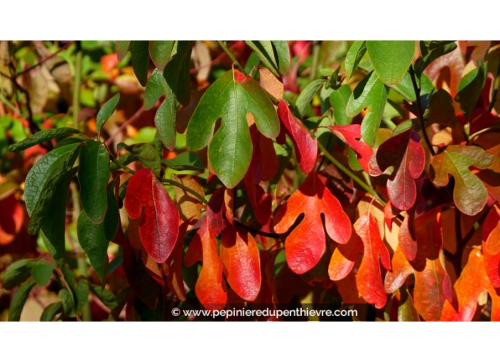 SASSAFRAS albidum - Automne