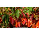 SASSAFRAS albidum - Automne