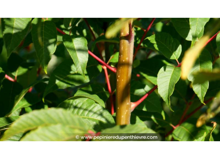 TOONA sinensis 'Flamingo' - Automne