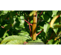 TOONA sinensis 'Flamingo' - Automne
