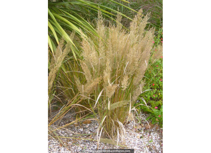 STIPA brachytricha STIPA brachytricha