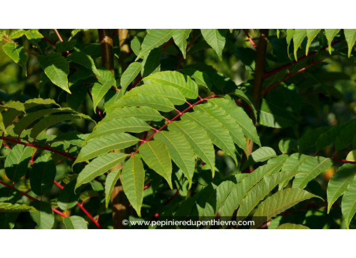 TOONA sinensis 'Flamingo' - Automne