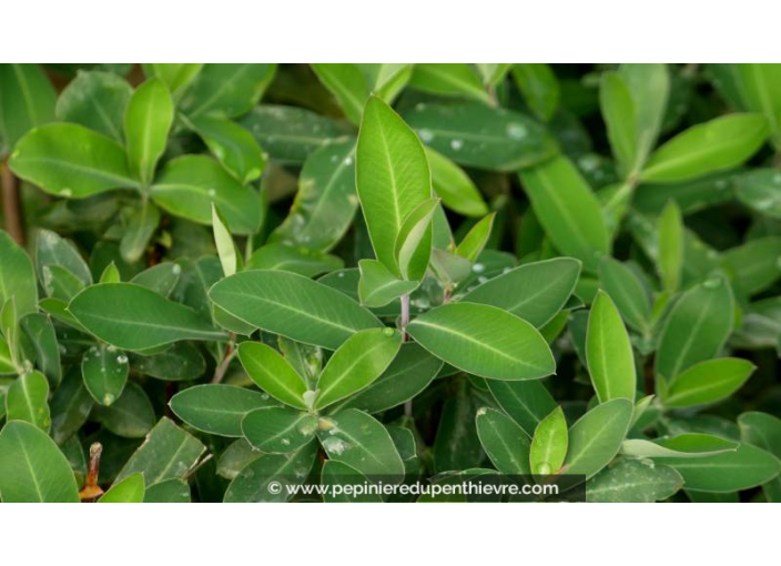 BUPLEURUM fruticosum