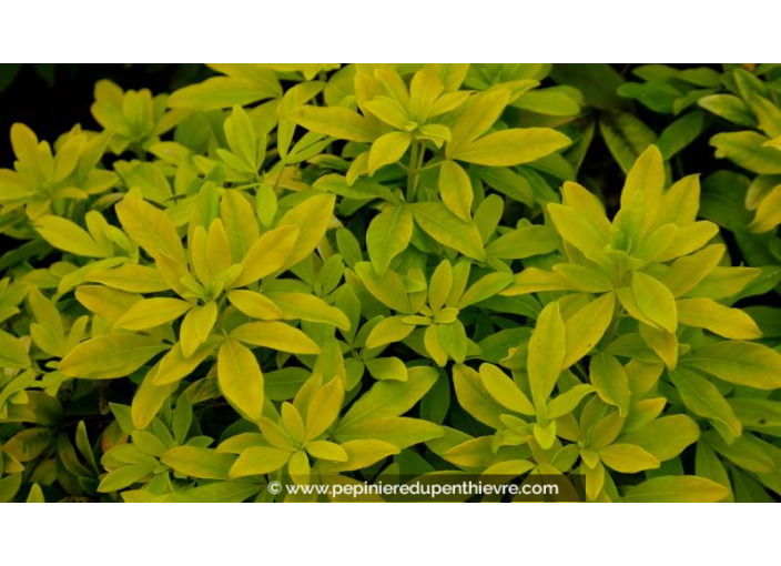 CHOISYA ternata 'Sundance'