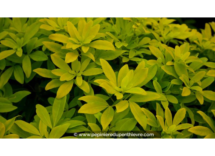 Oranger du Mexique 'Sundance®', CHOISYA, blanc - Pépinière du Penthièvre