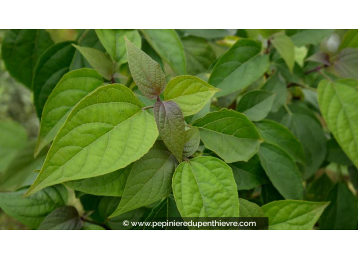 CLERODENDRUM trichotomum 'Fargesii'