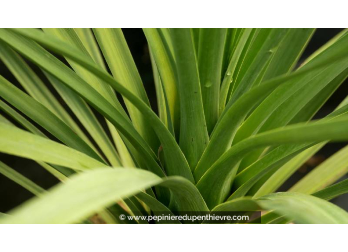 CORDYLINE australis