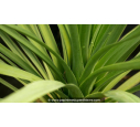CORDYLINE australis