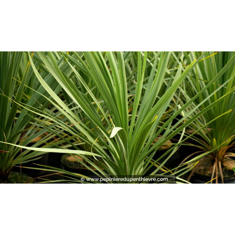 CORDYLINE australis