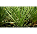CORDYLINE australis