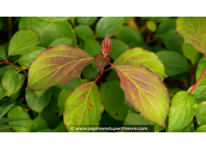 CORNUS sanguinea 'Midwinter Fire'