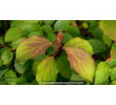 CORNUS sanguinea 'Midwinter Fire'