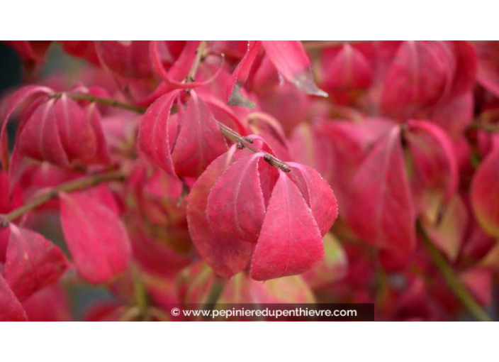 Fusain ailé nain 'Compactus', EUONYMUS alatus - Pépinière du Penthièvre