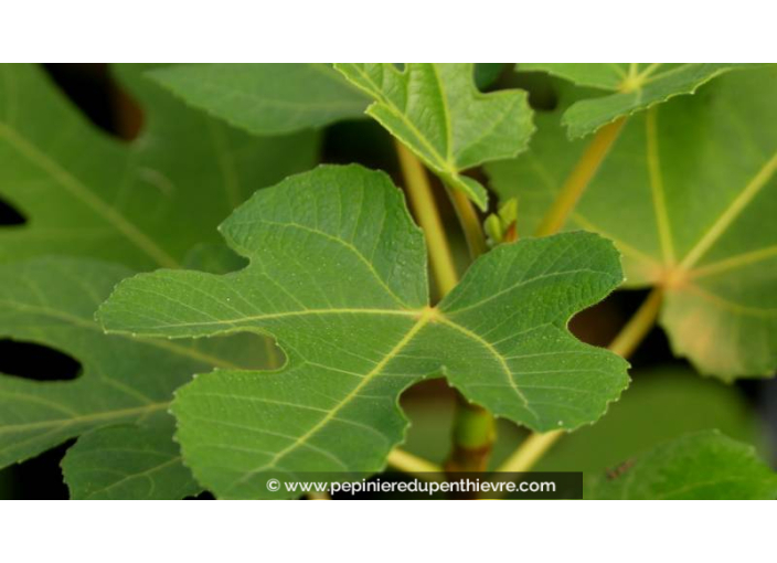 FIGUIER 'Goutte d'Or' ou 'Figue d'Or' jaune - Pépinière du Penthièvre