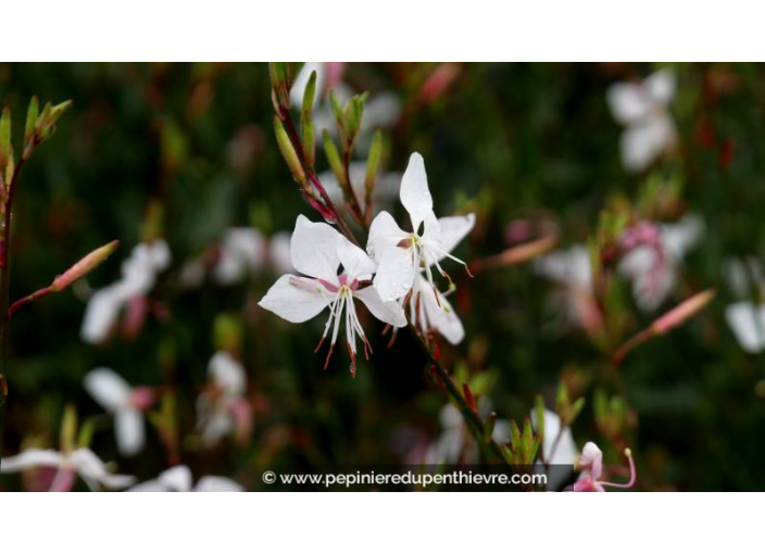 GAURA lindheimeri