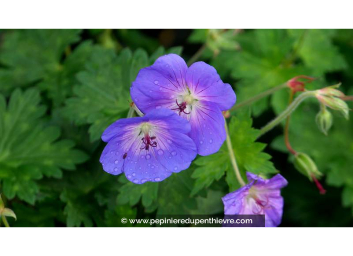 GERANIUM 'Rozanne'