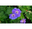 GERANIUM 'Rozanne'