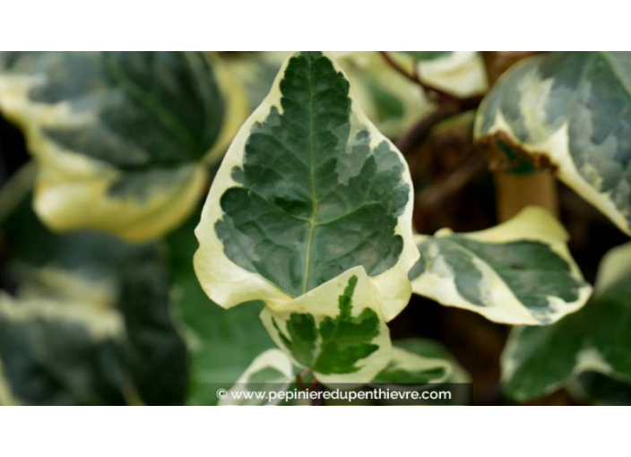 HEDERA algeriensis 'Gloire de Marengo'