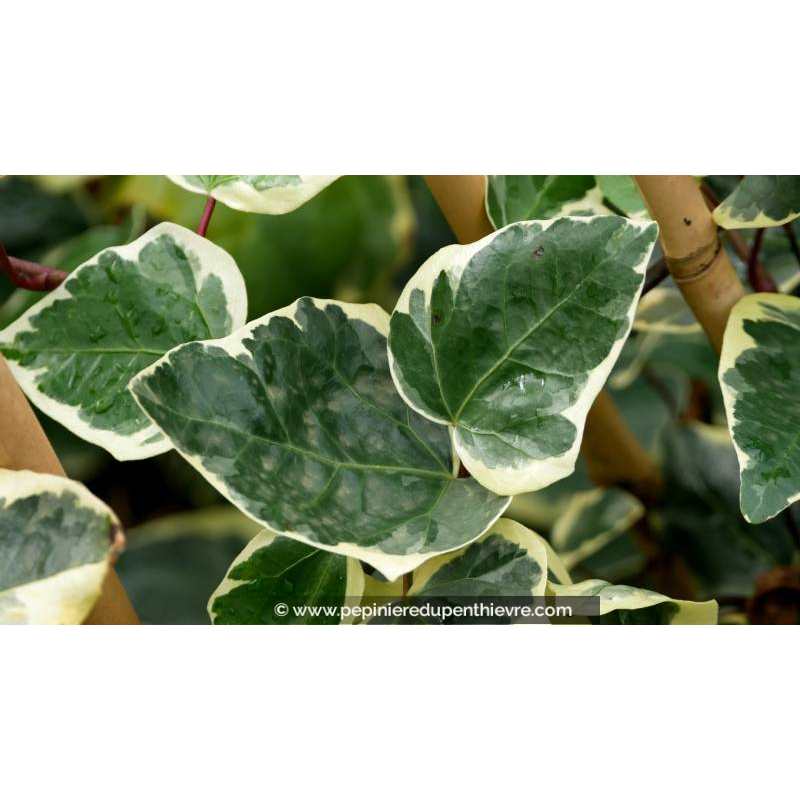 HEDERA algeriensis 'Gloire de Marengo'