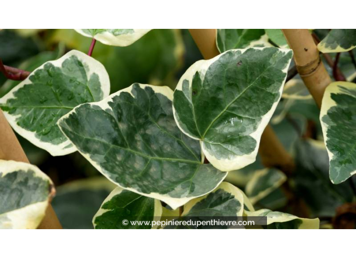 HEDERA algeriensis 'Gloire de Marengo'